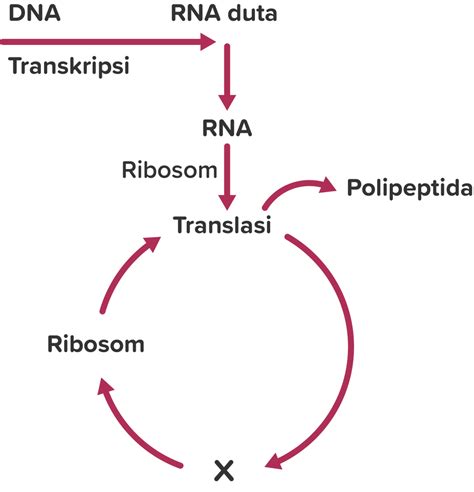 Diagram sintesis protein  12 C