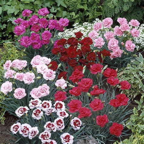 Dianthus plants for sale uk Aim to have at least two nectar- or pollen-rich plants in flower during winter