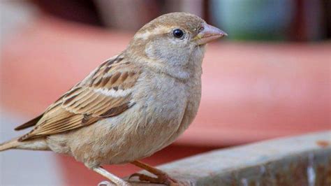 Diberakin burung artinya  Dunia adalah kekuatan Bunda