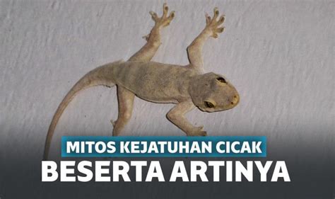 Diberakin cicak artinya Bobo