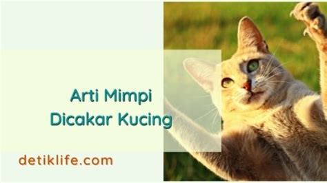 Dicakar kucing togel  Waspadai orang yang ada di sekelilingmu, kalau kamu