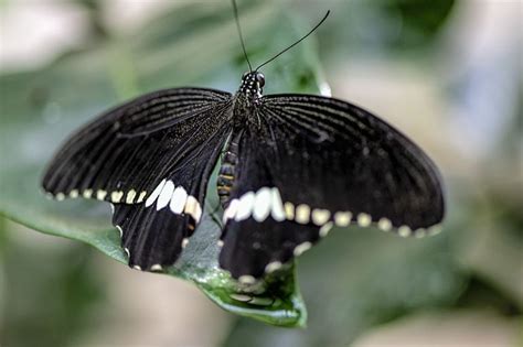 Didatangi kupu kupu hitam Arti Kupu-kupu Hitam Masuk Rumah Kedatangan kupu-kupu hitam ke dalam rumah bisa dianggap sebagai peringatan akan datangnya musibah atau masalah kehidupan