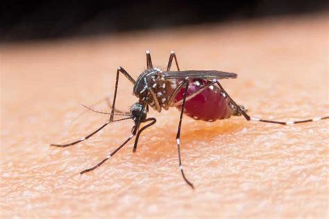 Digigit nyamuk togel  "Ketika nyamuk mengisap darah, hewan tersebut akan mengeluarkan zat-zat tertentu di liurnya