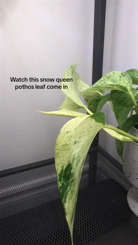 Dirty snow queen  Watch the latest videos from our community