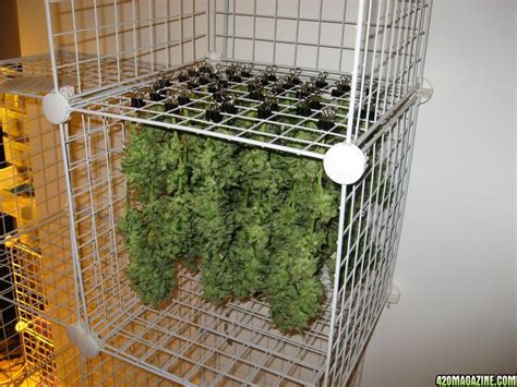 Diy cannabis drying chamber  Let the buds dry for a period of around seven to ten days