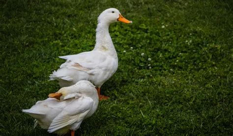 Dmf ducks <strong>5K Likes No bio yet</strong>