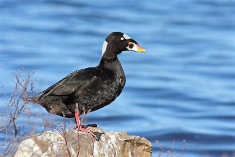 Dmf ducks  Schramm and Hübner successfully cryopreserved duck spermatozoa using a slow freezing protocol with ethylene glycol (EG)