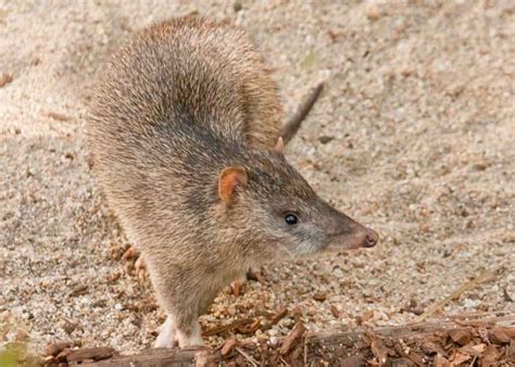Do bandicoots hibernate Two years ago, Kevin Knowles was releasing possums, bettongs, bandicoots and quolls trapped during his annual survey in the Tasmanian bush