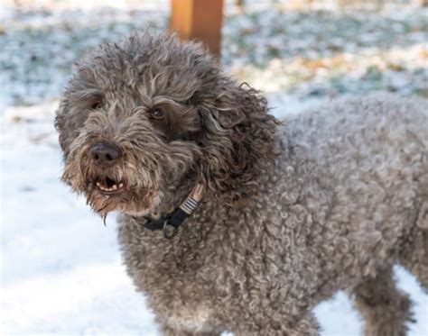 Do cavapoos bark a lot  Far and away, the biggest problem for Cavapoos is that they don’t do very well with being left alone