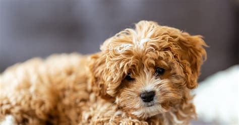 Do cavapoos bark a lot For example, they may bark to alert their family if a stranger is approaching the house (as most dogs would)