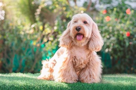 Do cockapoos bark  Even though Cocker Spaniels and Poodles can be problematic barkers occasionally, neither breed has a significant tendency to bark excessively regularly