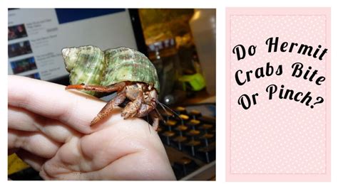 Do hermit crab pinches hurt  As a rule, the smaller the hermit crab, the less painful the pinch will be