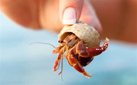 Do hermit crab pinches hurt  Crabs and