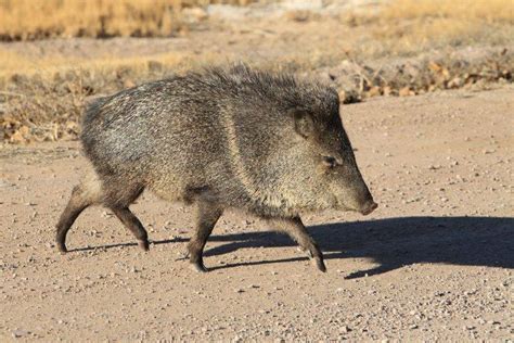 Do javelinas eat rattlesnakes  Javelina are omnivorous and will eat a variety of plants, but there are some plants that they will not eat