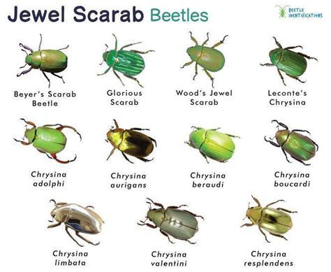 Do scarab beetles bite  They are part of class Insecta and are scarab beetles