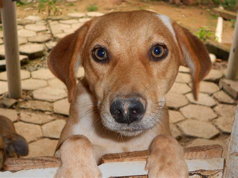 Doação de cachorro em manaus olx  R$ 800