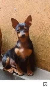 Doação de pinscher em manaus Mais recentes em Economia