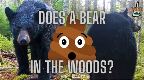 Does a bear shit in the woods  From $19