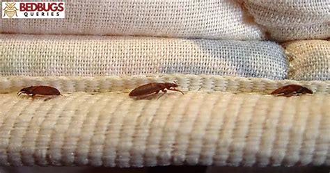 Does microban kill bed bugs  Spray your bed, sheets, crevices, walls, and every other place where bed bugs might be hiding, then wipe them down