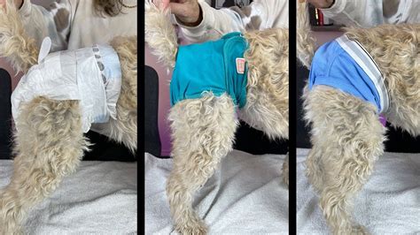 Dog ate inside of diaper Hello, my name is** and I am a veterinarian with JustAnswer