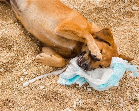 Dog ate inside of diaper  Although it can happen at any age, it is more common in middle- to senior-aged dogs and females