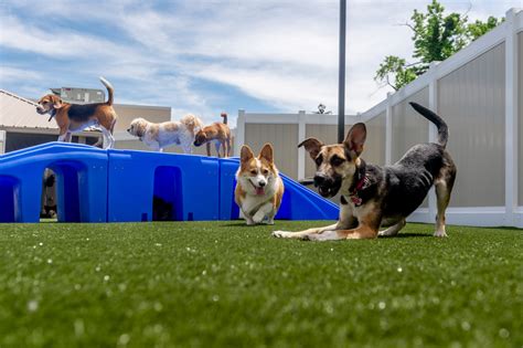 Dog boarding bellevue  Dogtopia is the leading destination for dog daycare, boarding and spa services