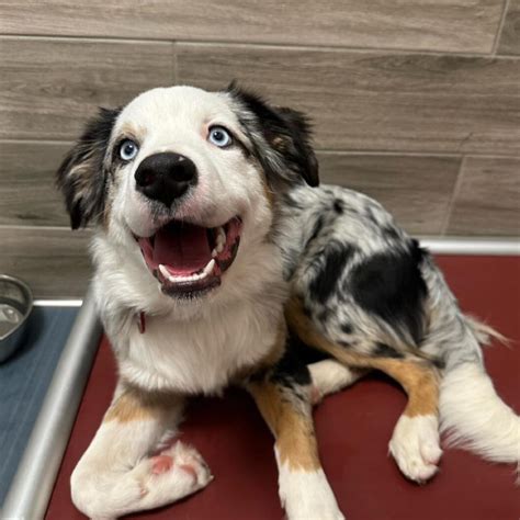 Dog boarding marysville  We are a cage-free boarding facility that features all day, supervised play time with other well socialized dogs