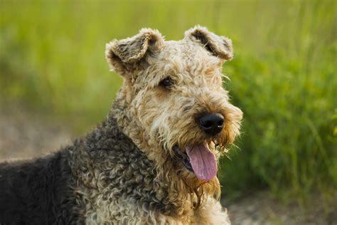 Dog breeds that have curly hair  The Bouvier des Flandres is the largest curly-haired dog breed on our list