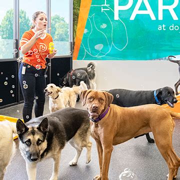 Dog daycare bellevue  Visit us for the best pet groomers and trainers in Bellevue, WA! Our Bellevue, WA pet store offers in-store pet services like Grooming, Training, Doggie Day Care, and overnight boarding!Happy Howlidays