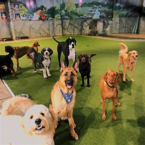 Dog daycare harrisburg  Pet Boarding & Kennels Pet Stores