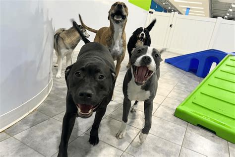 Dog daycare harrisburg  7:00 AM - 7:00 PM