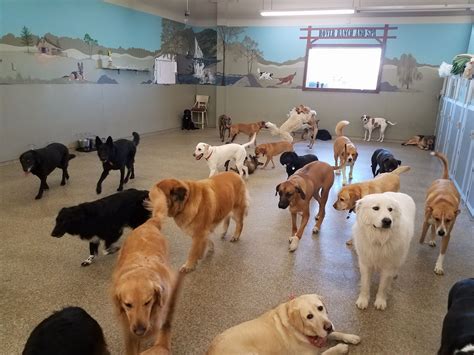 Dog daycare marlton  Schedule a tour today!