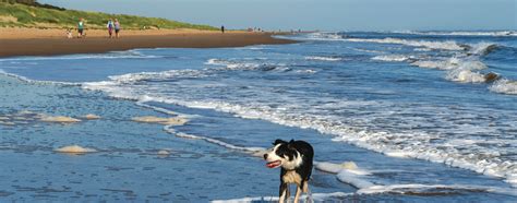 Dog friendly beaches in lincolnshire  Chapel St Leonards 2