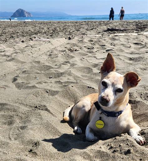 Dog friendly hotel morro bay  Half Moon Bay