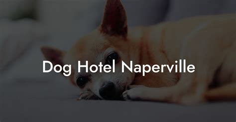Dog friendly hotels in naperville Looking for a dog friendly beach in Naperville, IL? You’ve come to the right place! You’ll find information on all of the dog beaches in Naperville, IL here