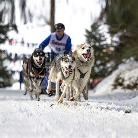 Dog races in alabama  Tickets are just $20 for the general public ($8 for children ages 5-12)