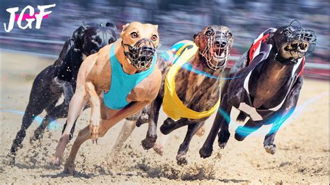 Dog racing fast results  3YO only, 3 Runners, Class , 2m