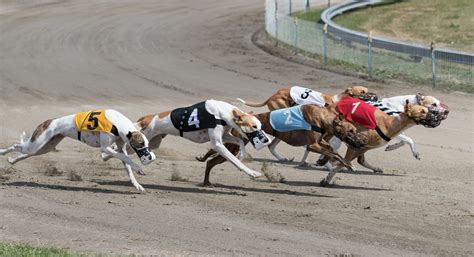 Dog racing tomorrow Dog racing still exists in nations such as Ireland, Mexico, Australia, and New Zealand