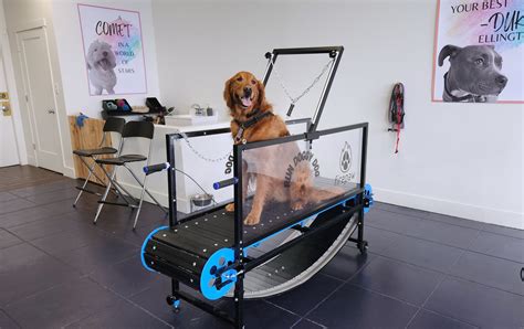 Dog treadmill las vegas  Las Vegas Veterinary Specialty Center