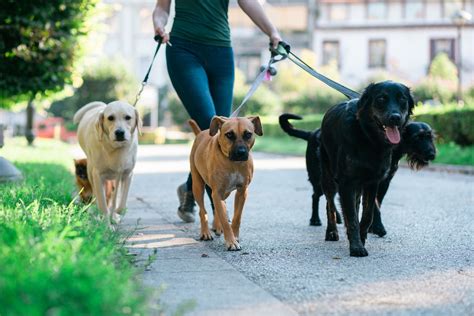 Dog walking bellevue  The price of in-home or digital dog training on the Wag! platform is based on the price set by the Pet Caregiver and varies depending on a variety of factors, including the number of dogs, where you live, and any additional fees that may apply
