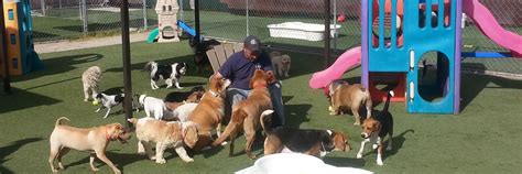 Doggie day care las vegas  If you start your daycare from home, your profit margin should be around 90%