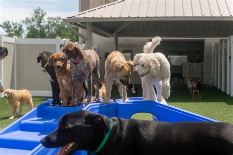 Doggy day care albuquerque  100% supervised play in our climate-controlled playrooms