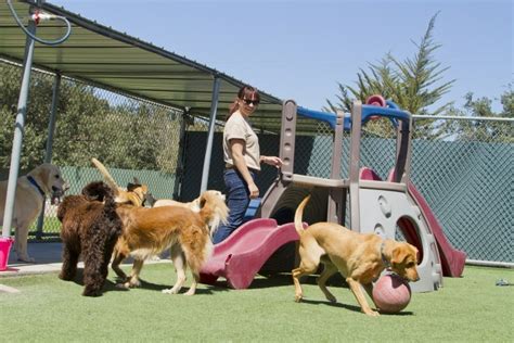 Doggy day care average cost The costs associated with opening a dog daycare business can be broken down into several key categories: Facility: This includes the cost of renting or buying a physical space for your daycare operations Equipment: This includes expenses for play structures, toys, water features, kennels, cages, food and water bowls, dog beds,