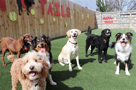 Doggy day care carlton There’s 24,000