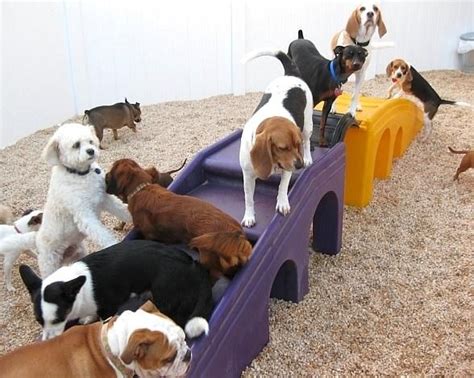 Doggy day care henderson With 3 locations to serve you, Heavenly Pet Resort is your pets home away from home