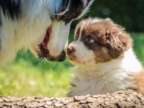 Doggy day care issaquah  This can be an excellent solution when you have a busy day planned and won't be able to spend time with your pet