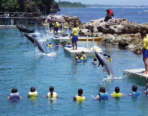 Dolphin cove aquatic encounter falmouth jamaica  Cancellations can be made up to 3 days prior to the cruise departure date, unless otherwise noted on the specific activity