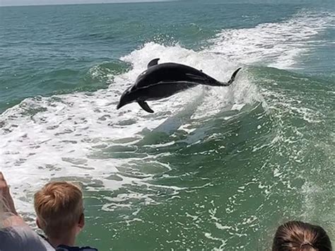 Dolphin cruises myrtle beach  **Trip is a 1 hour round trip including the time to get