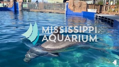 Dolphin tours biloxi ms  Biloxi, MS 