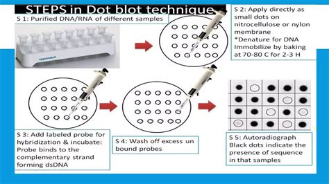 Dot blot technique ppt  BLOTTING TECHNIQUES-DIFFERENT TYPES 1